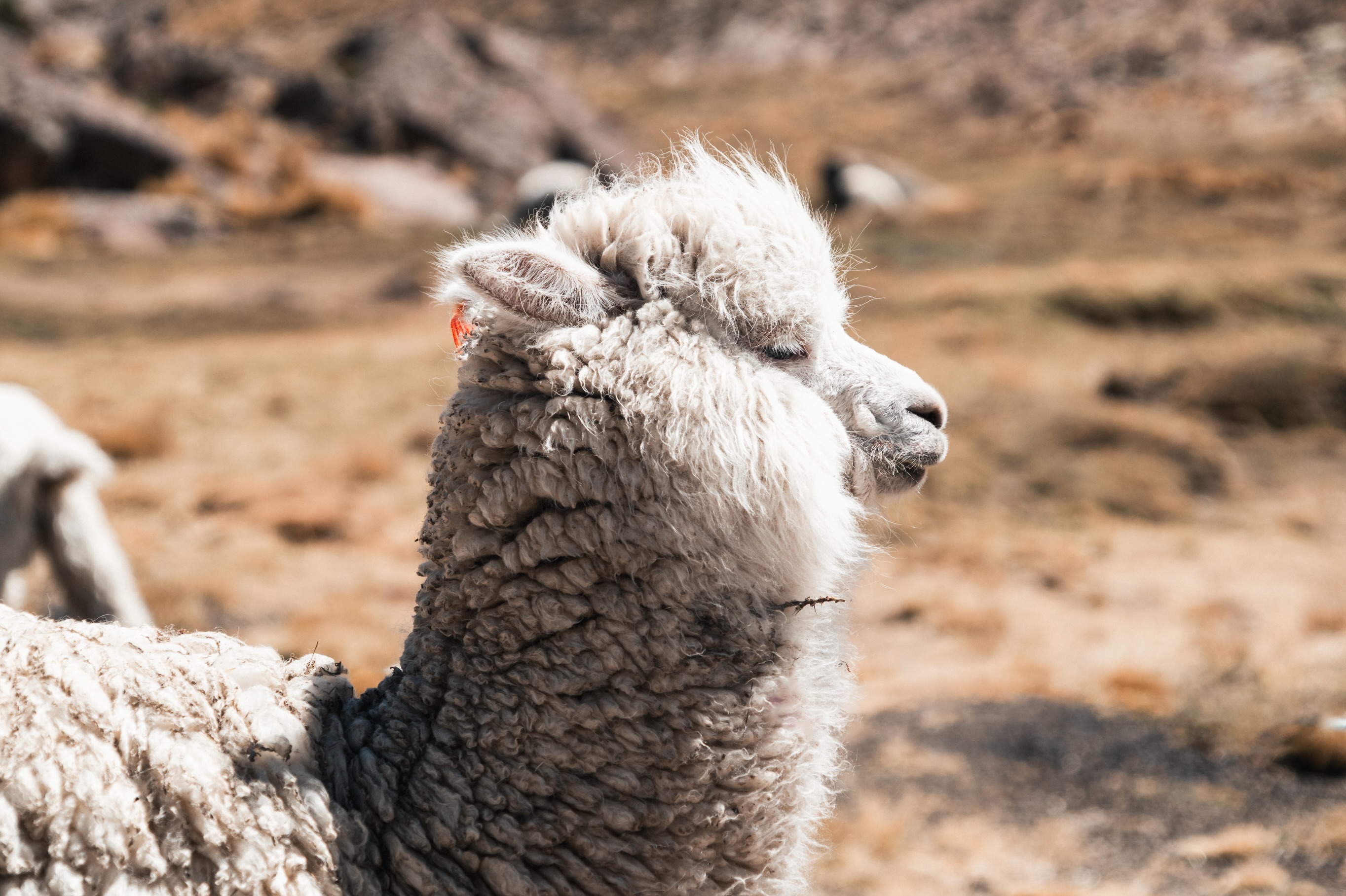 Fluffy white alpaca in the Andean highlands
