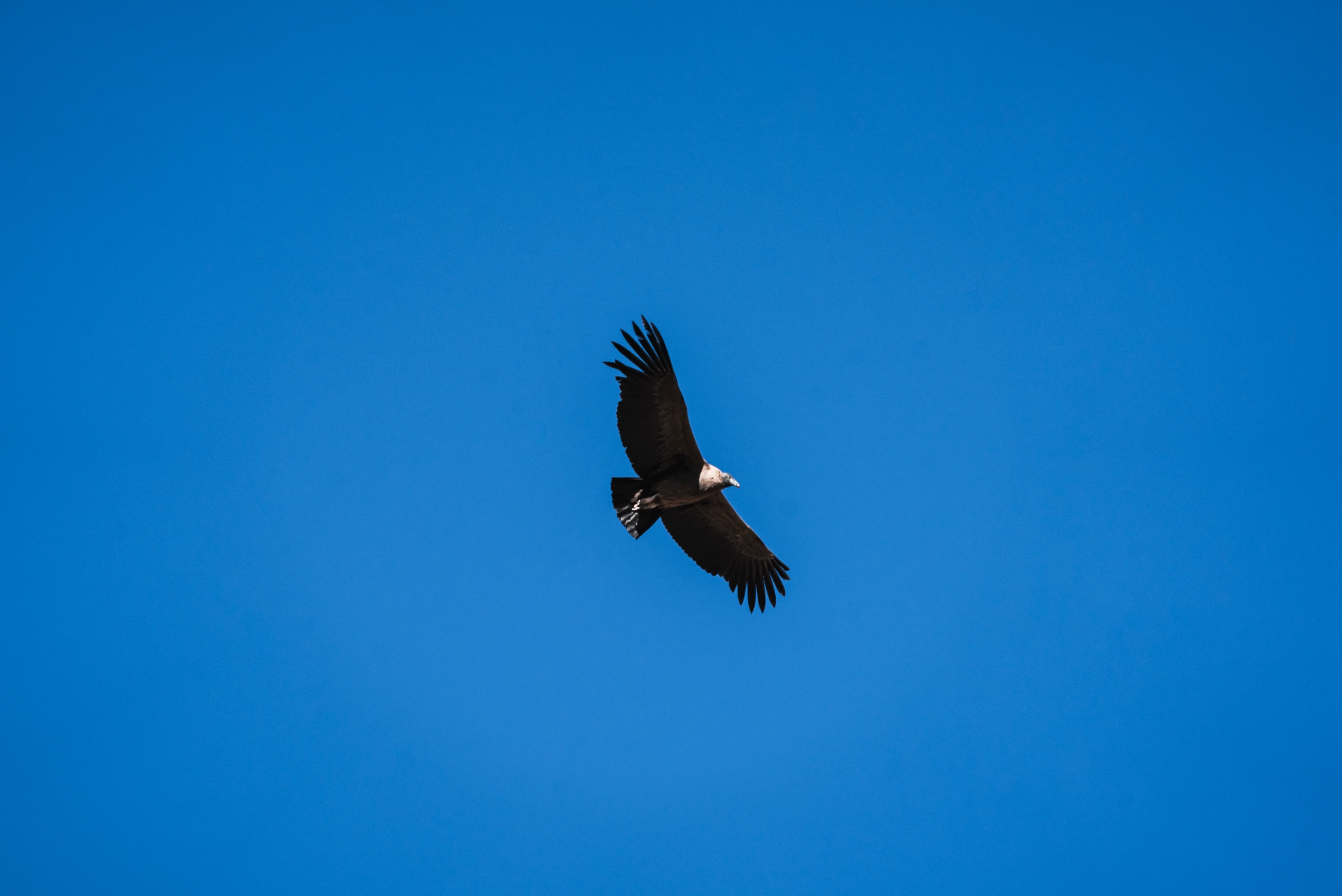 Andean condor soaring above the Colca Canyon region