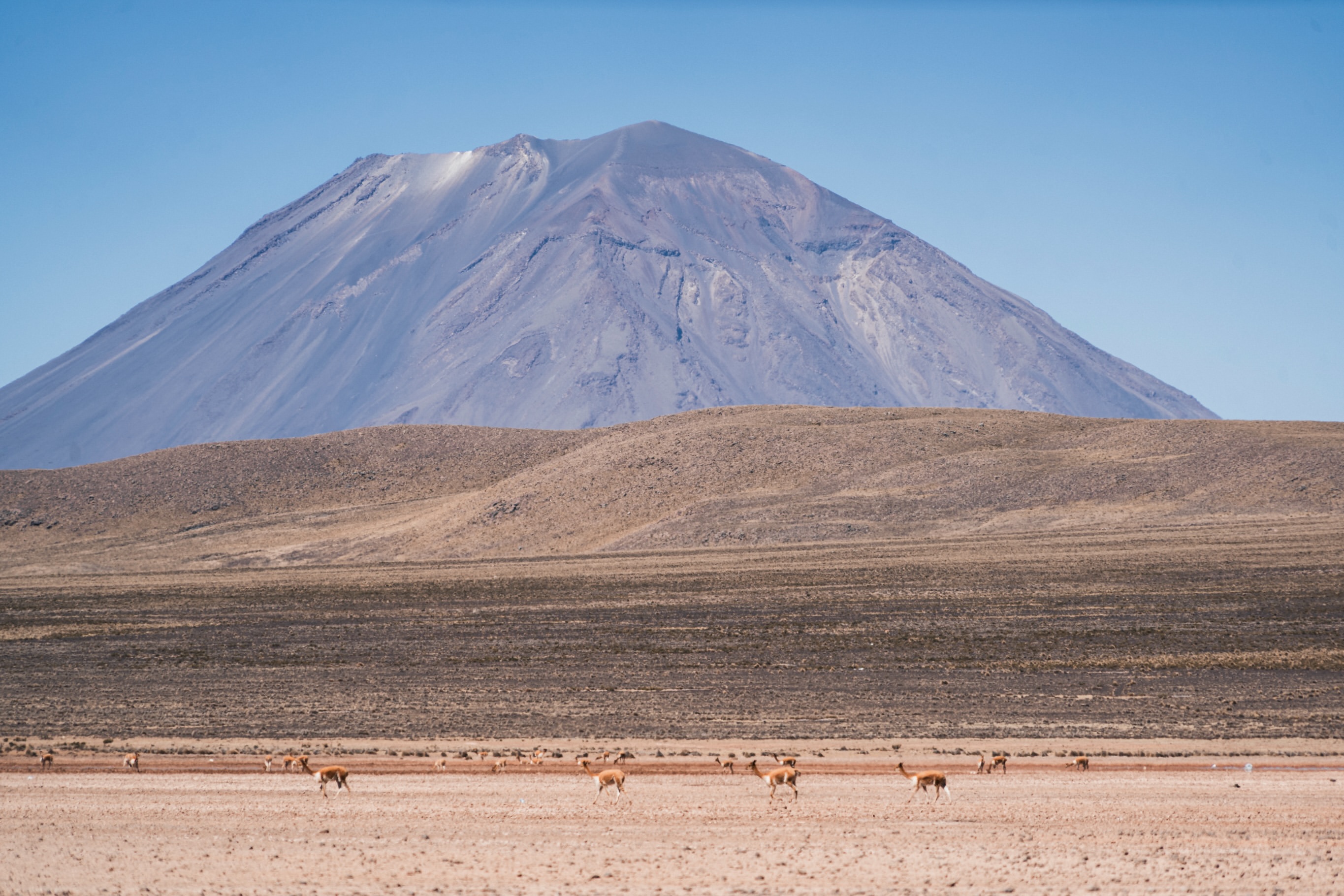 Volcano rising above wild vicuñas on the high Andean plateau