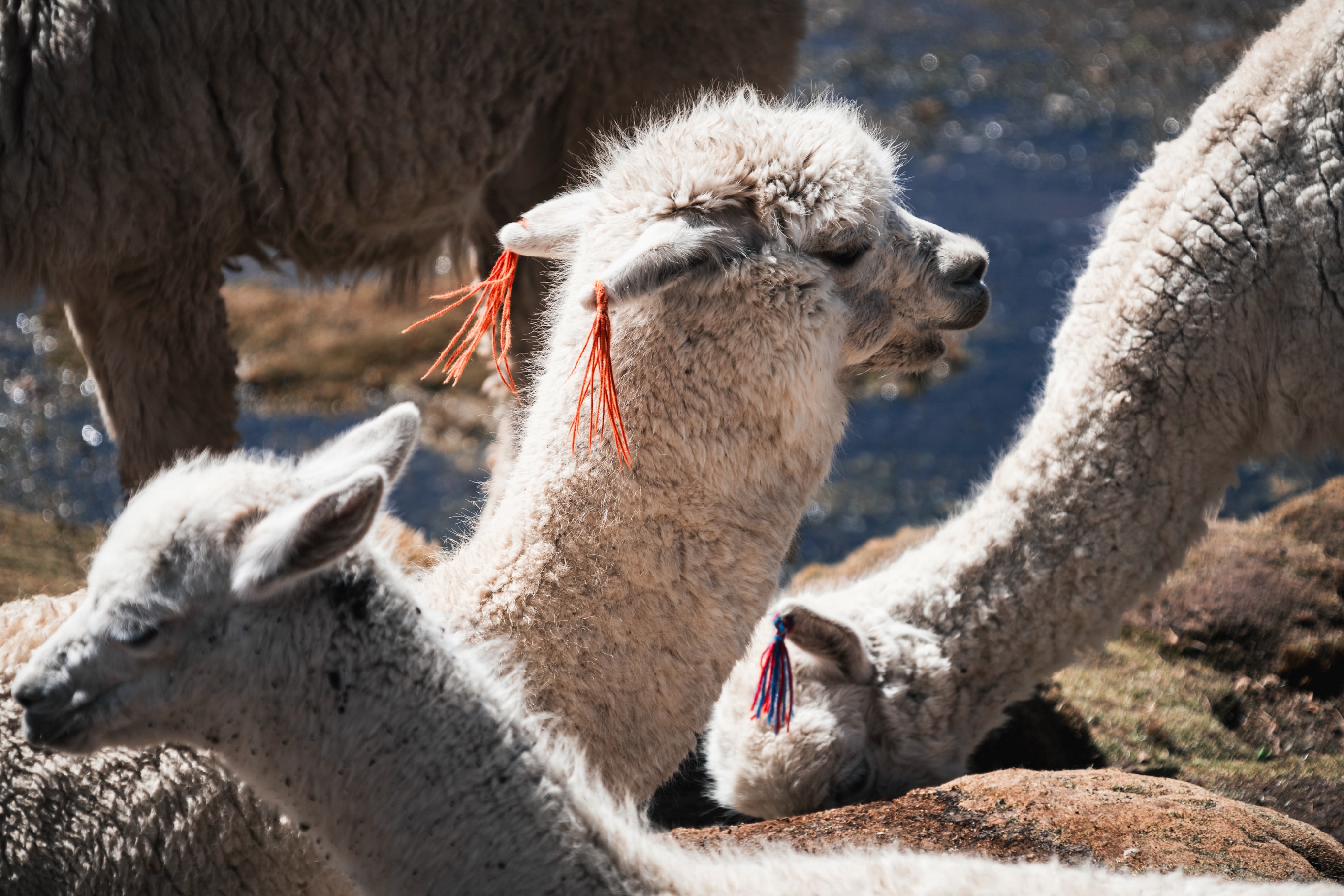 Alpaca standing beside a winding highland road